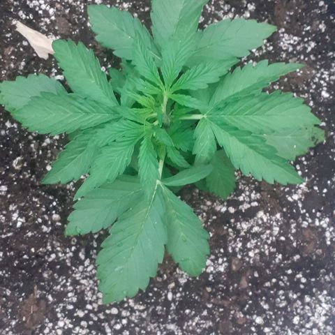 Gelatto  2 growlog timeline photo