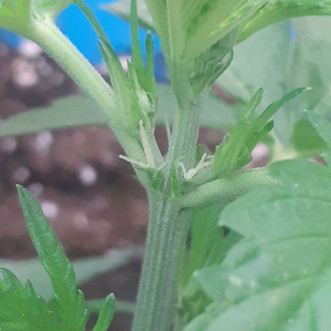 Gorilla 1 growlog photo: Prefloracion 