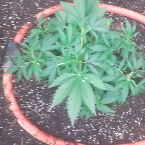 CHMOG growlog timeline photo