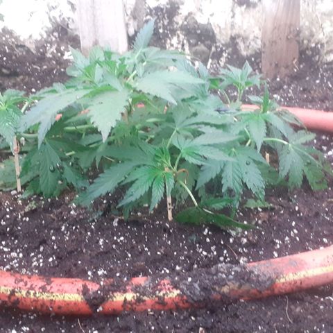 CHMOG growlog timeline photo