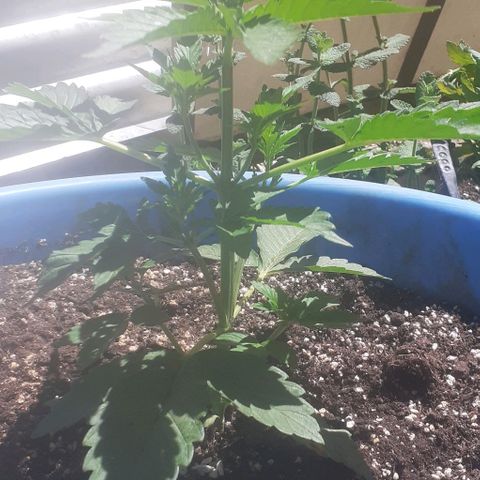 Gorilla 1 growlog photo: 22 cm