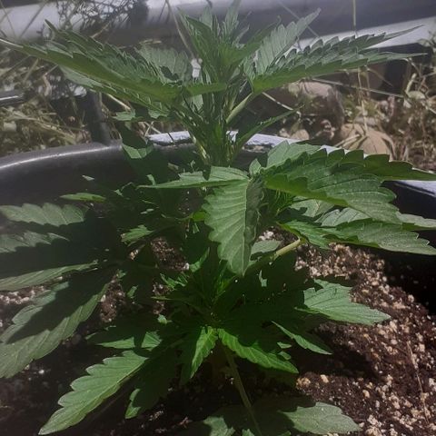 Gelatto  2 growlog photo: 18 cm