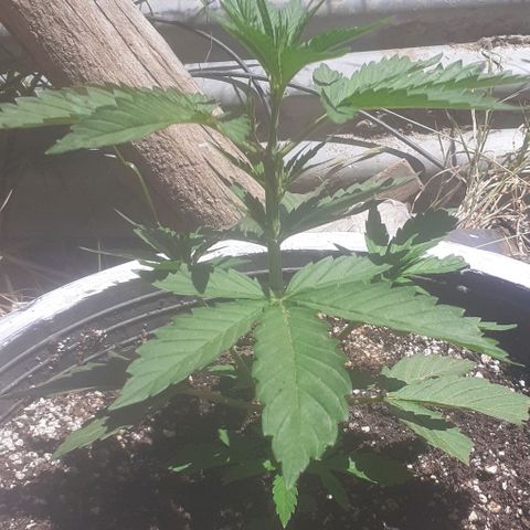 Amnesia 3 growlog photo: 22 cm