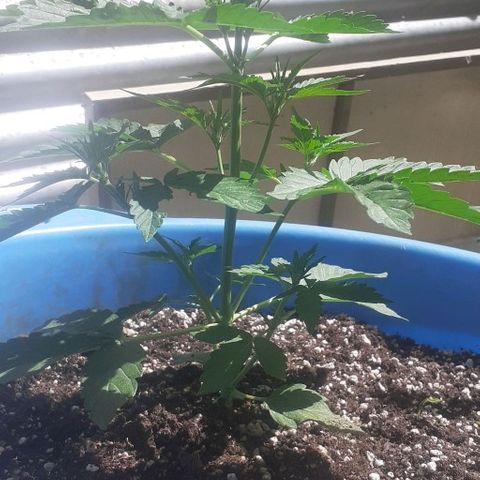 Gorilla 1 growlog timeline photo