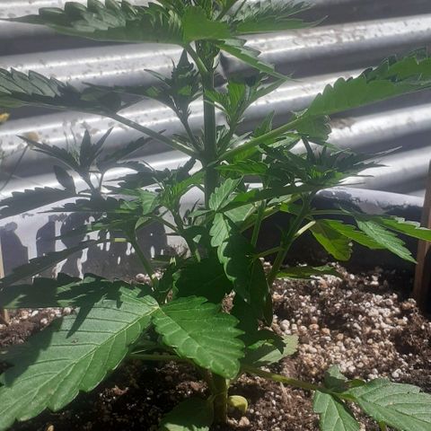 Gelatto  2 growlog timeline photo