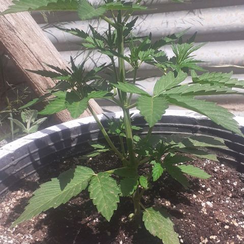 Amnesia 3 growlog timeline photo