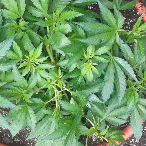 CHMOG growlog timeline photo