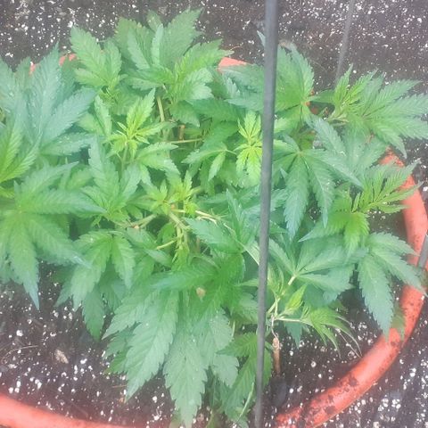 CHMOG growlog timeline photo
