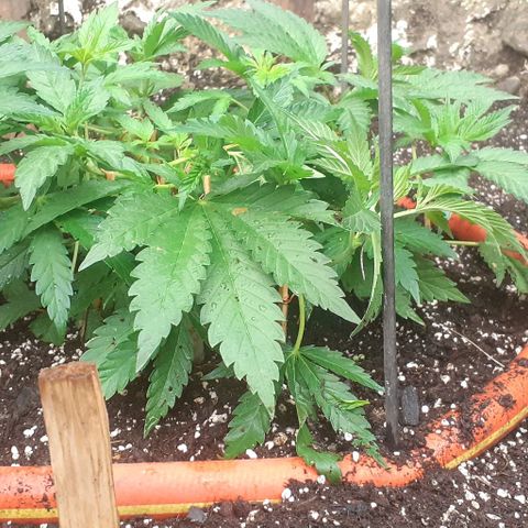 CHMOG growlog timeline photo