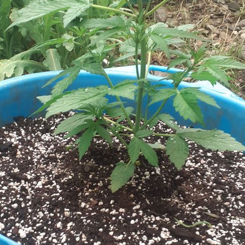 Gorilla 1 growlog timeline photo