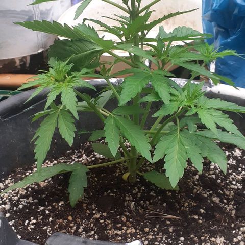 Gelatto  2 growlog timeline photo