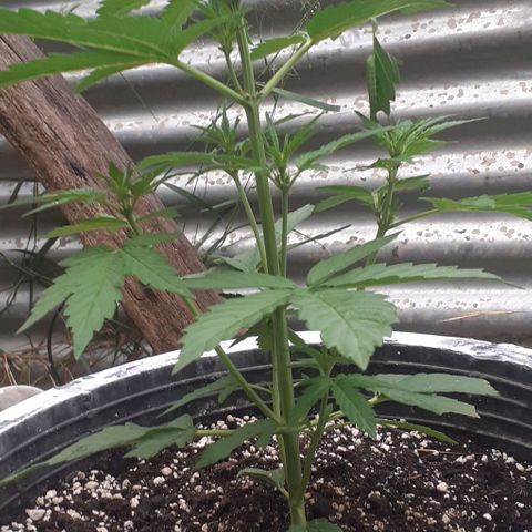 Amnesia 3 growlog timeline photo