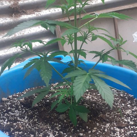 Gorilla 1 growlog timeline photo