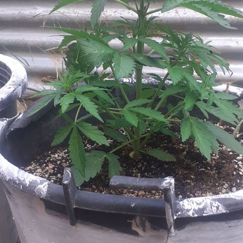 Gelatto  2 growlog timeline photo