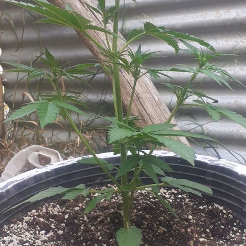 Amnesia 3 growlog timeline photo
