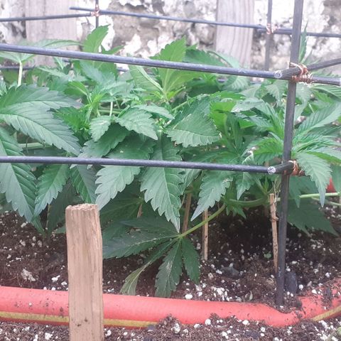 CHMOG growlog timeline photo