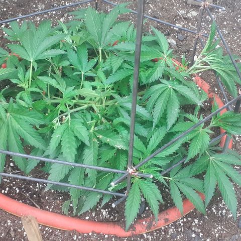 CHMOG growlog timeline photo