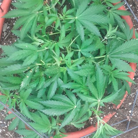CHMOG growlog timeline photo
