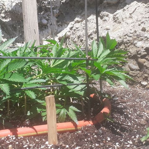 CHMOG growlog timeline photo