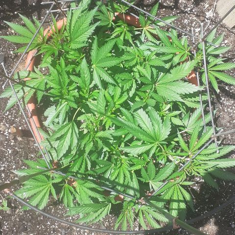 CHMOG growlog timeline photo