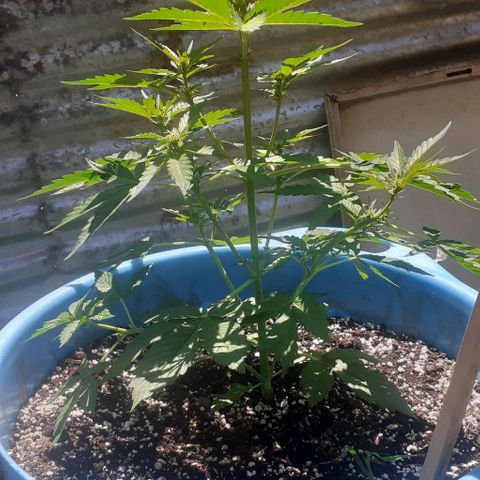 Gorilla 1 growlog timeline photo