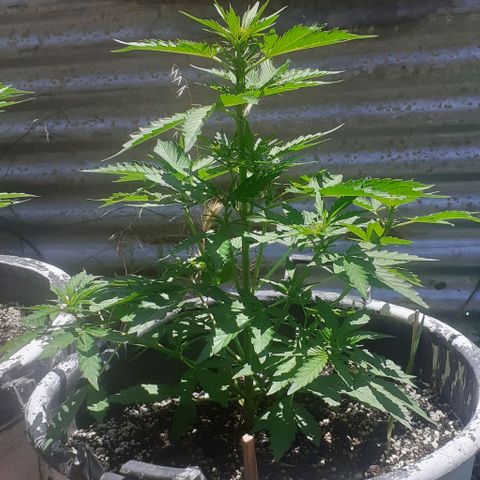 Gelatto  2 growlog timeline photo