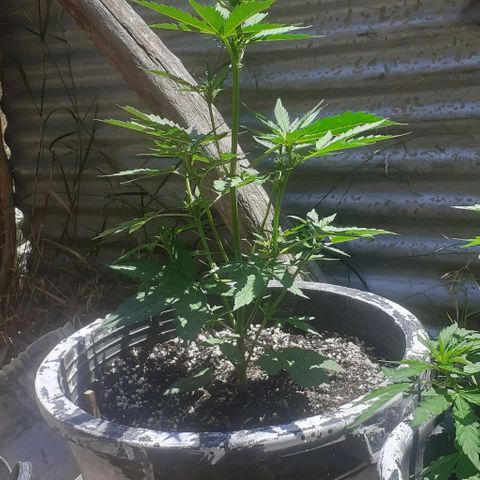 Amnesia 3 growlog timeline photo