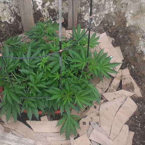 CHMOG growlog timeline photo