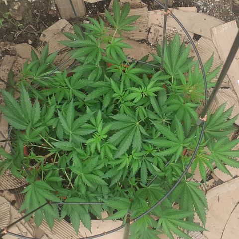 CHMOG growlog timeline photo