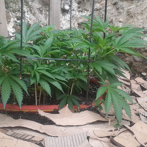 CHMOG growlog timeline photo