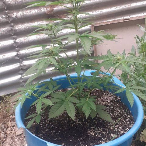 Gorilla 1 growlog timeline photo