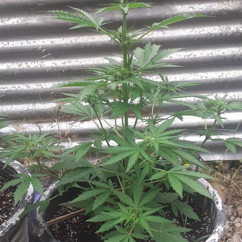 Gelatto  2 growlog timeline photo