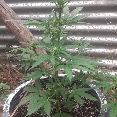 Amnesia 3 growlog timeline photo
