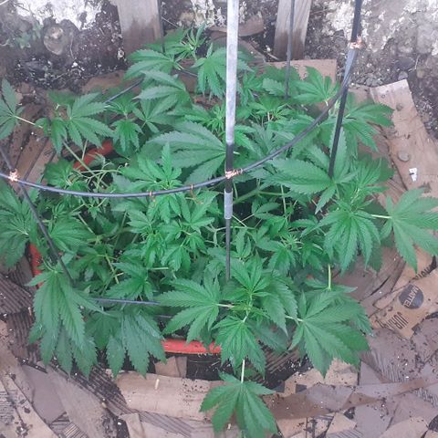 CHMOG growlog timeline photo