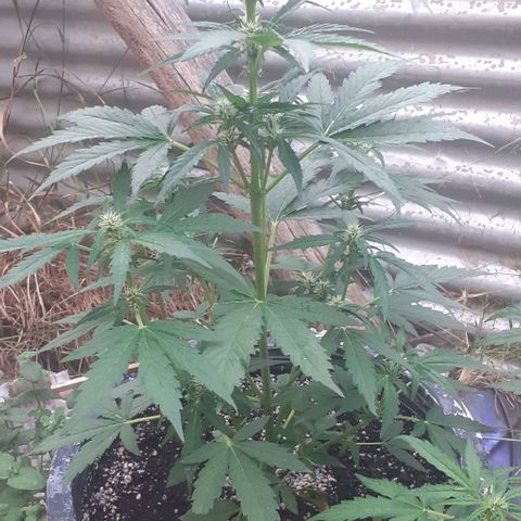 Amnesia 3 growlog timeline photo