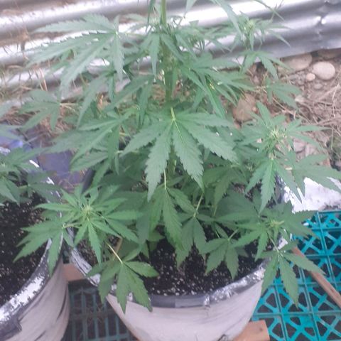 Gelatto  2 growlog timeline photo