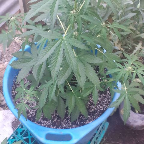 Gorilla 1 growlog timeline photo