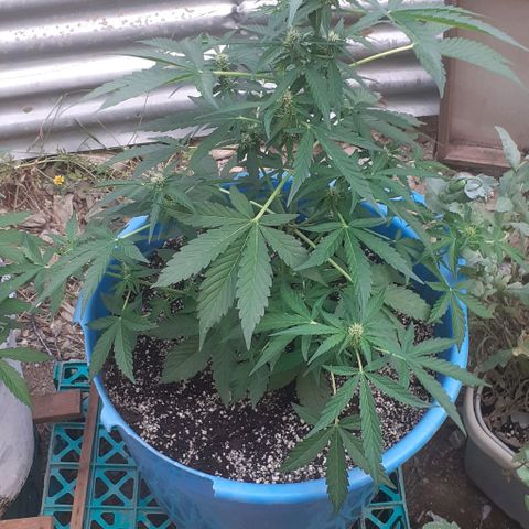 Gorilla 1 growlog timeline photo