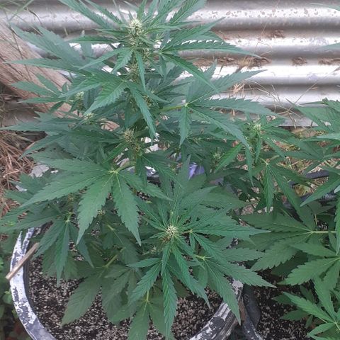 Amnesia 3 growlog timeline photo