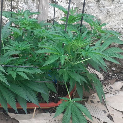 CHMOG growlog timeline photo