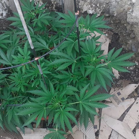 CHMOG growlog timeline photo