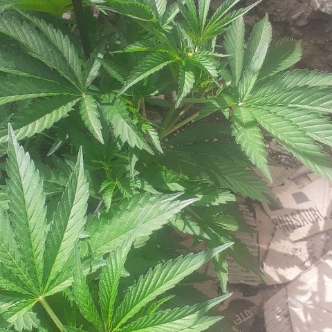 CHMOG growlog photo: FIM