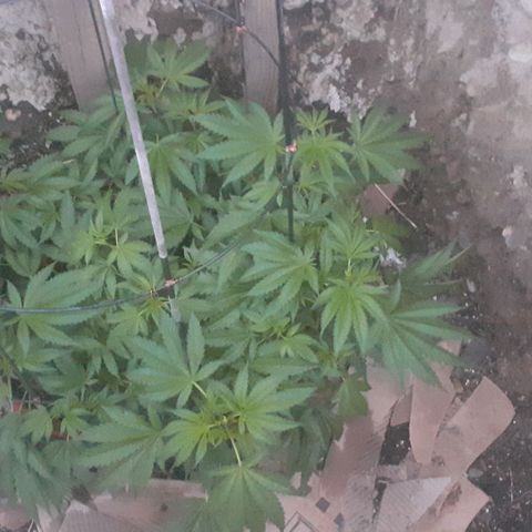 CHMOG growlog timeline photo