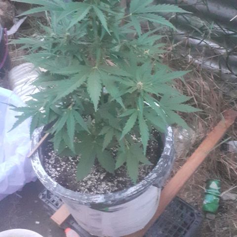 Amnesia 3 growlog timeline photo