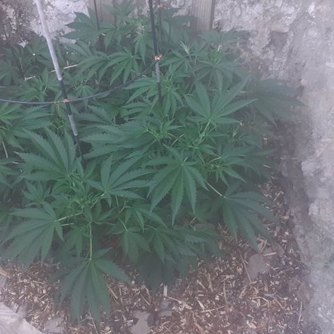 CHMOG growlog timeline photo