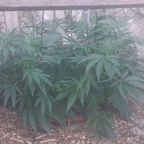 CHMOG growlog timeline photo