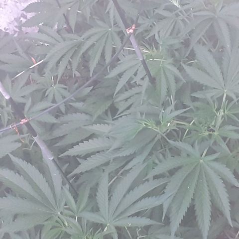 CHMOG growlog timeline photo