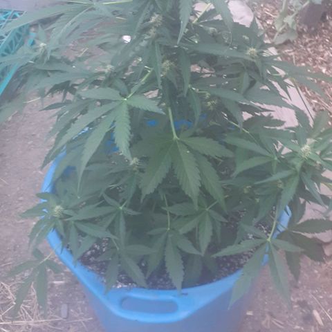 Gorilla 1 growlog timeline photo