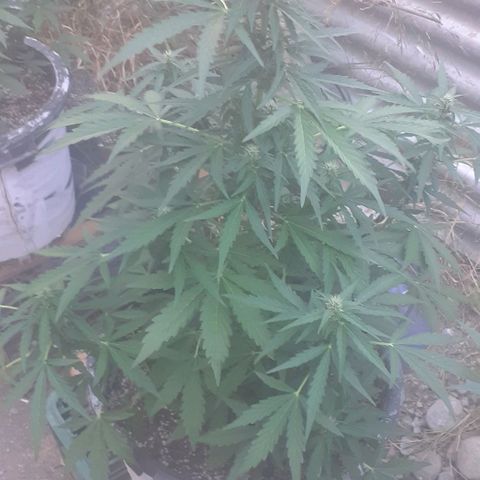 Gelatto  2 growlog timeline photo