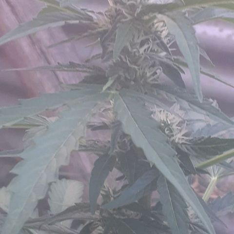Gelatto  2 growlog timeline photo